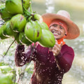 All About Harmless Harvest: A Comprehensive Look at the Benefits and Nutritional Value of Coconut Water